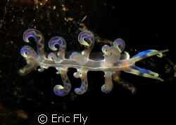Nudibranch with wild colors shot in Lembeh Strait by Eric Fly 
